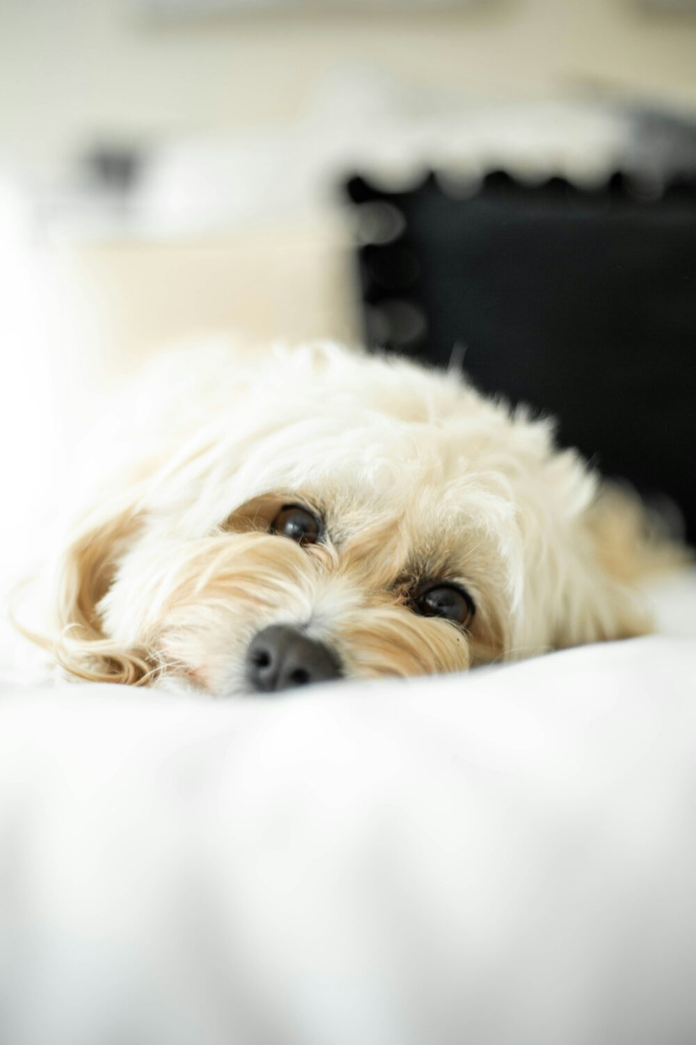White dog in bed