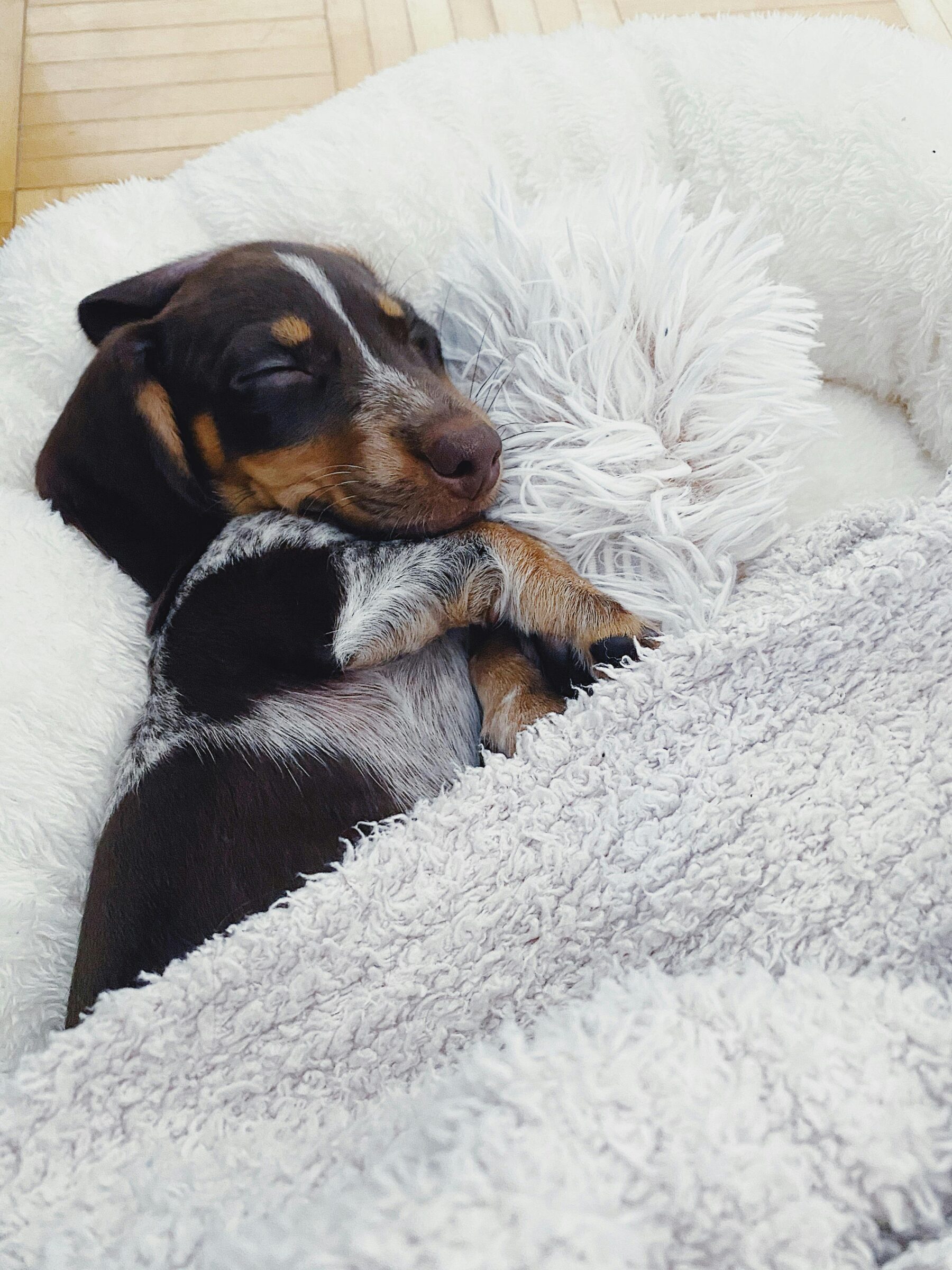 Dog comfy in bed.